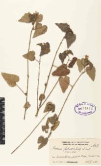 cfm# c) Herbário (Exsicatas) planta adulta: Exsicata é uma amostra de planta seca e prensada (herbarizada), fixada em uma