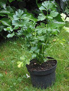 O Aipo é uma planta aromática alimentícia. Todas as partes vegetativas podem ser consumidas.
