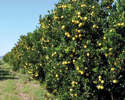 plantas com morte súbita dos citros (MSC), doença que provoca o definhamento e a morte repentina da árvore carregada de frutos.