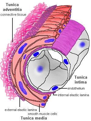 Estrutura e função dos vasos sanguíneos artérias arteríolas e capilares Artéria: Parede espessa Túnica intima (endotelial) Túnica media (musc.