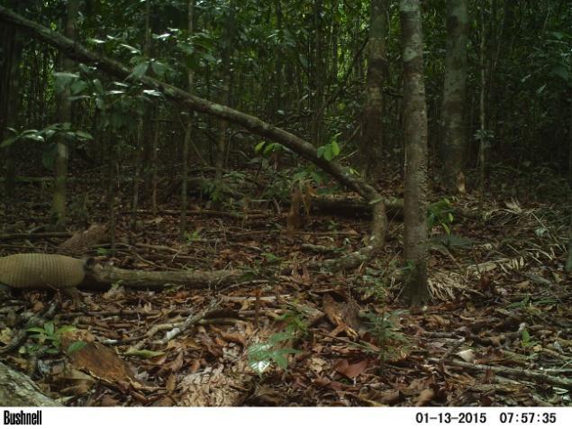 baixo: gambá (Didelphis aurita),