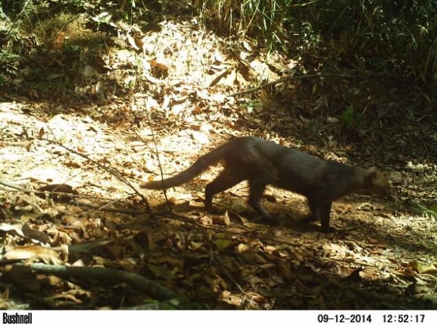 (Sylvilagus brasiliensis), onça-parda* (Puma concolor),