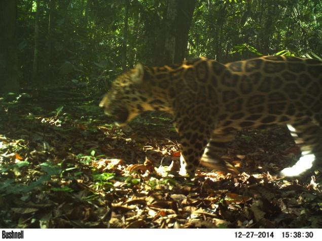 yagouaroundi), onça-pintada (Panthera onca) e graxaim