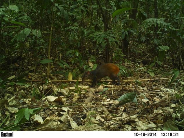 (Cuniculus paca) e cutia* (Dasyprocta azarae).