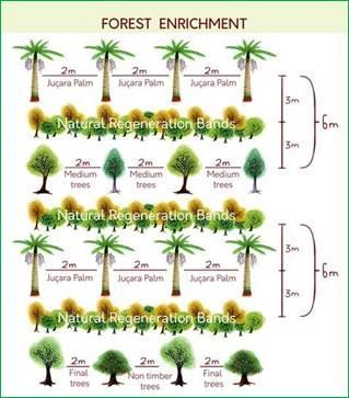 Avaliação Econômica Metodologia Modelo de Restauração Modelo de restauração Densidade de plantas Total de plantas por hectare