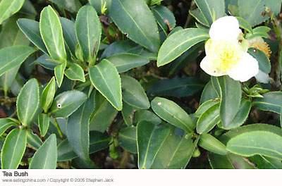 Camellia sinensis (L.) O.