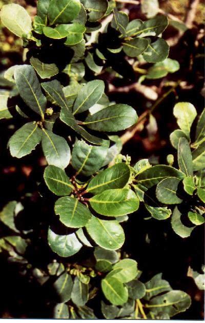 Ilex paraguariensis St.