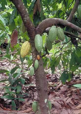 Theobroma cacao L.