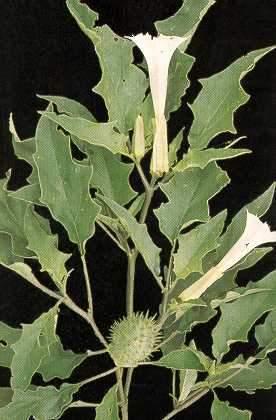 ESTRAMÔNIO Datura stramonium L.