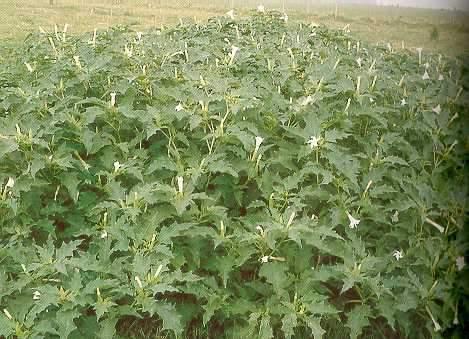 ESTRAMÔNIO Datura stramonium L.