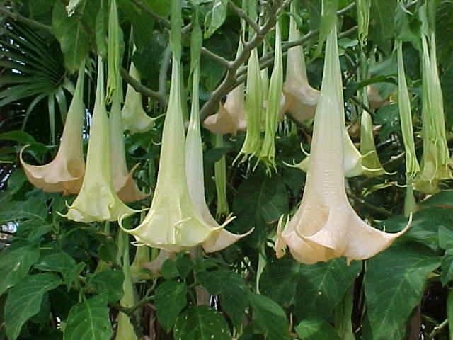 TROMBETEIRA Brugmansia suaveolens (Humb.et Bonpl.ex Willd.