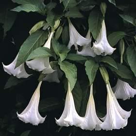 TROMBETEIRA Brugmansia suaveolens (Humb.et Bonpl.ex Willd.) Bercht. Et J.