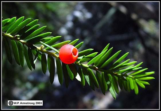 PACLITAXEL Origem Taxus brevifolia Nutt.