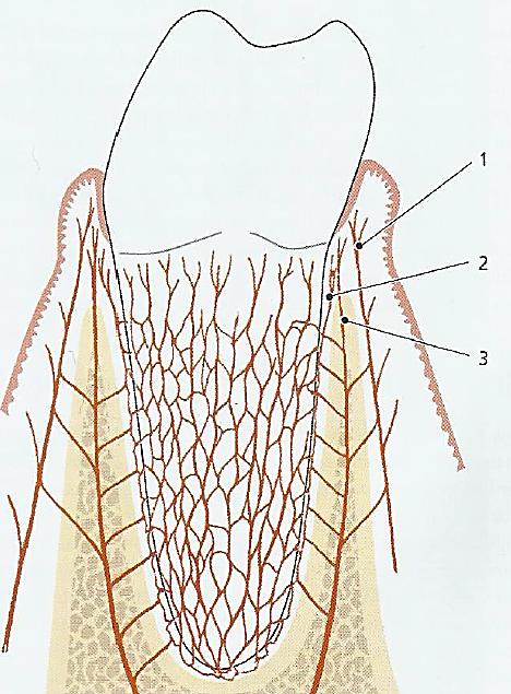 Fibras do ligamento periodontal: