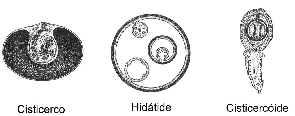 Principais formas larvárias dos cestóides que