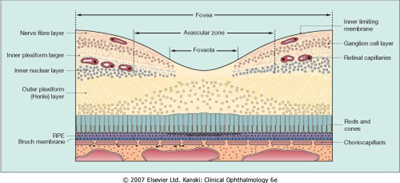 Introdução 1.1 Anatomia No centro da retina, a mácula não ocupa mais que 2-3% de toda a superfície, mas é responsável pela transmissão de cerca de 90% da informação visual.