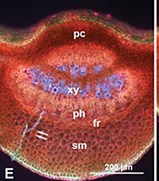 Sule et al 2012, Patt & Setamou 2010, Tomaseto et al 2015) Folha