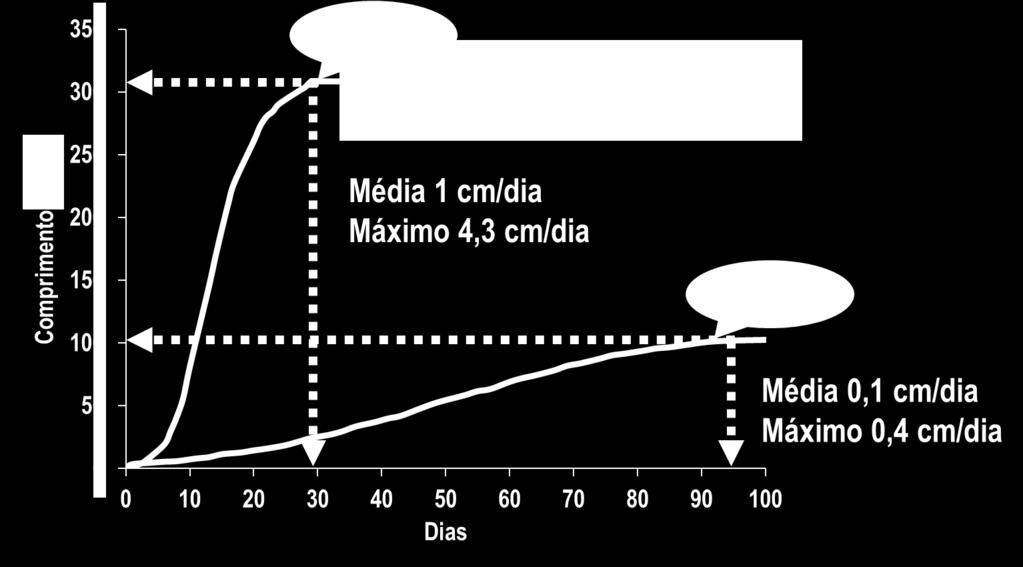 Tamanho e tempo de crescimento