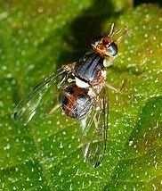DIVULGAÇÃO A mosca da azeitona ( Bactrocera oleae (Gmelin) ) A mosca da azeitona é o principal inimigo da oliveira e dos olivicultores.