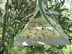 A actividade da larva no interior da azeitona afecta o seu desenvolvimento e provoca a sua queda prematura.