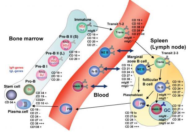9 células secretoras de anticorpos, e células B de memória (42).
