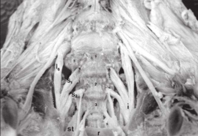 304 Figura 1 - Cavidade pélvica de feto bovino: vista ventral do osso sacro evidenciando as raízes ventrais do 6º nervo lombar (l 6 ) e 1º (S 1 ) e 2º (S 2 ) nervos sacrais confluindo para a formação
