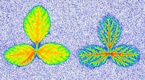 Como visualizar a distribuição de fungicidas sistêmicos Distribuição de 14 C em plantas é visualizada por análise de phosphorimage Visualiza a distribuição total de 14 C A