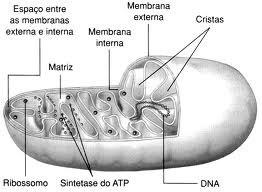 complexo III da cadeia