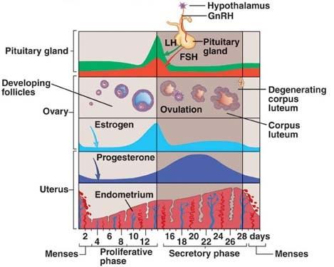 Novas abordagens terapêuticas na Síndrome do Ovário Poliquístico Figura 2 - Ciclo menstrual (Retirado de Seeley et al., 2011).