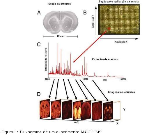 Fontes de Dessorção MALDI Imaging Mass Spectrometry IMS