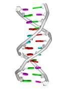 Acido nucleico viral (DNA ou RNA) Codifica a informação genética necessária a replicação viral Tamanho variável (DNA 3,2 375 kpb; RNA 4 32kpb)