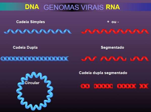 Conformações do genoma viral Fita simples Fita dupla