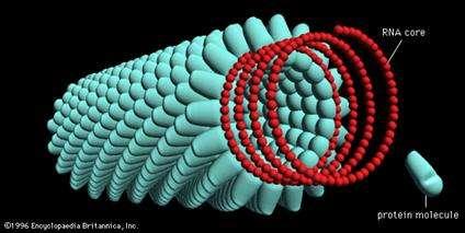 Simetria helicoidal As