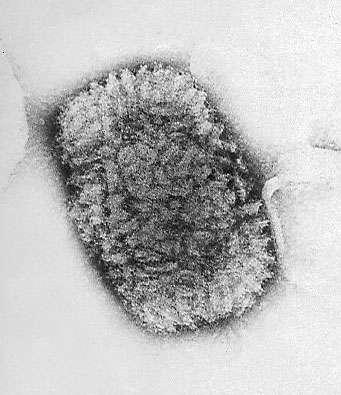 Poxvirus