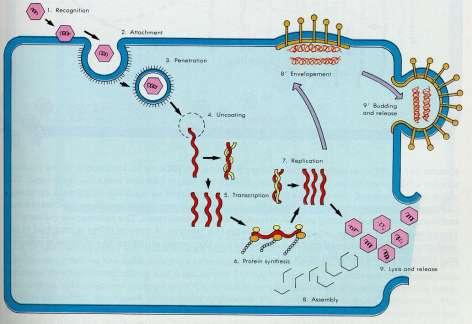 A multiplicação no interior das células é um processo de replicação e não de divisão A partícula viral se decompõe, em seguida é