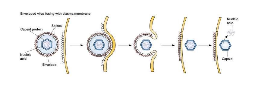 Processo de fusão: possibilidades Fusão do envelope viral