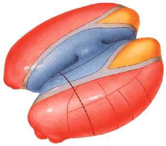 Via Trigeminal