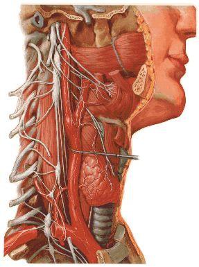 SNA Simpático da Cabeça Neurônio Pós-P ganglionar Corpo no gânglio