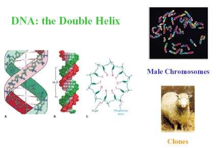 ADN: A Dupla Hélice