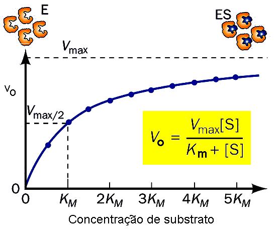 estão ligadas ao substrato (enzima hemisaturada) [E S] = [E] [E S] = [Etotal]/2 concentração de substrato = Km Se a concentração de substrato é elevada quase todas as moléculas de enzima estão