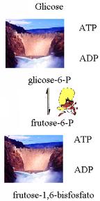 Na + glicose S P,1 As enzimas marca passo de uma via metabólica catalisam reações fisiologicamente irreversíveis e a sua atividade determina a