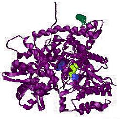 Para concentrações fisiológicas de, o AMP (e o ) é um activador alostérico. (1) Um dos substratos da cínase da frutose-6-p é o.