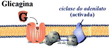 que a concentração intracelular de NH desce. Para além de regulada ao nível da transcrição (a desidrogénase da glicose-6-p (um dos produtos) também estimula a atividade da enzima.