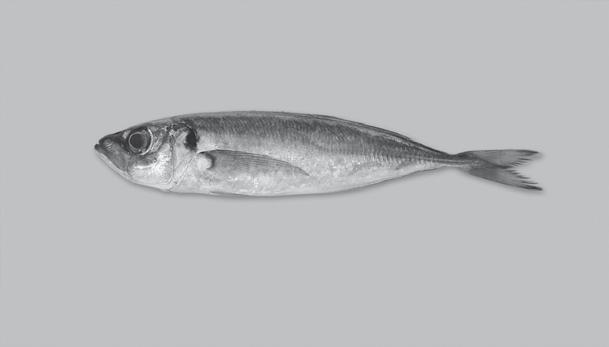 Protocolos experimentais A Como são os órgãos respiratórios dos peixes? Peixe fresco inteiro (ex.