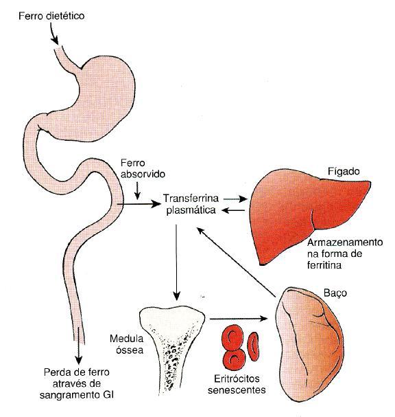 Metabolismo do ferro