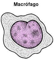 Macrófago