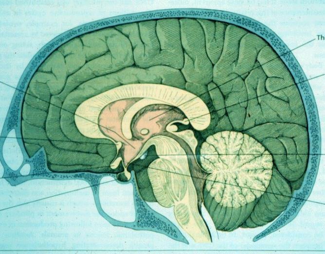 Relações da glândula hipófise com o SNC Terceiro ventrículo