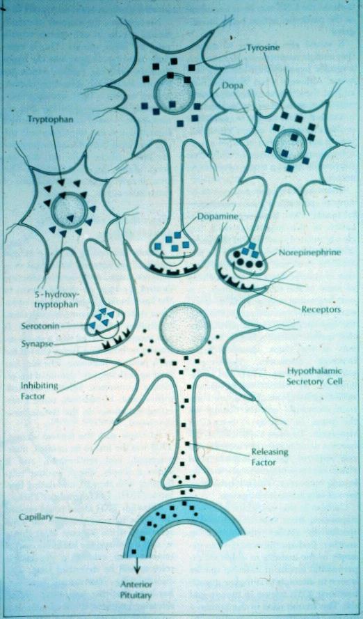 Influência de neurotransmissores sobre o neurônio GnRH