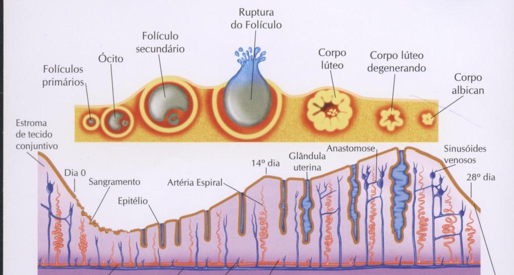 Ciclo Menstrual M e n s t r u