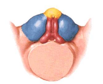 Estruturas indiferenciadas Seio urogenital